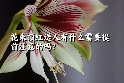 花朱顶红送人有什么需要提前注意的吗？