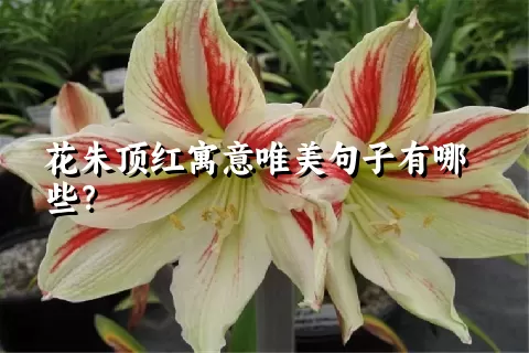 花朱顶红寓意唯美句子有哪些？