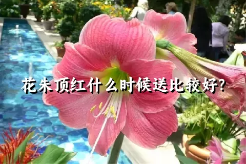 花朱顶红什么时候送比较好？