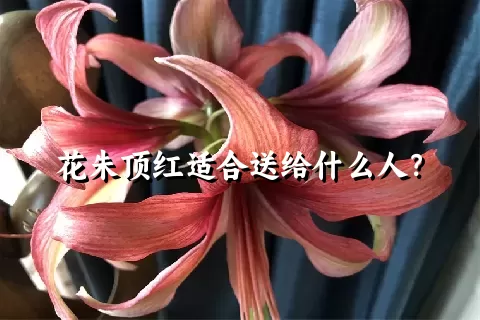 花朱顶红适合送给什么人？