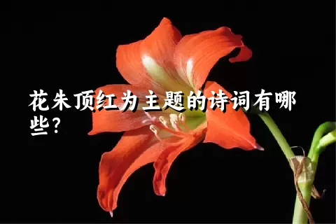 花朱顶红为主题的诗词有哪些？