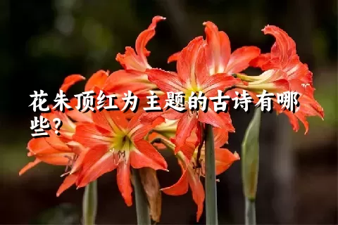 花朱顶红为主题的古诗有哪些？