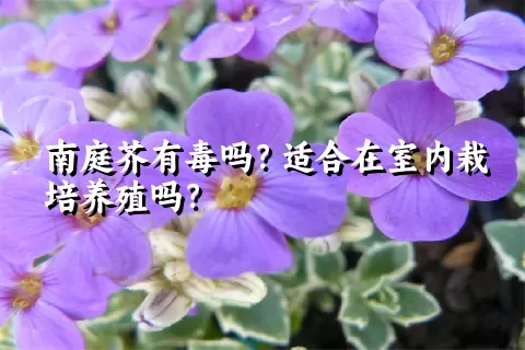 南庭芥有毒吗？适合在室内栽培养殖吗？