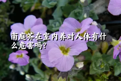 南庭芥在室内养对人体有什么危害吗？