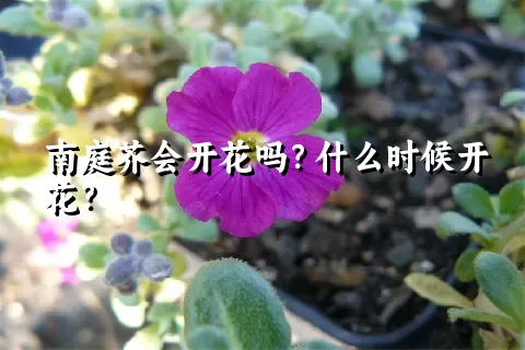 南庭芥会开花吗？什么时候开花？
