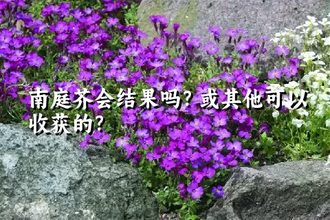 南庭芥会结果吗？或其他可以收获的？