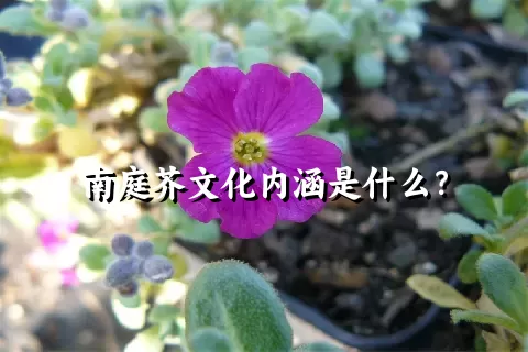 南庭芥文化内涵是什么？