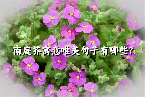 南庭芥寓意唯美句子有哪些？