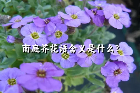南庭芥花语含义是什么？