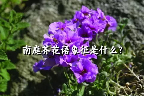 南庭芥花语象征是什么？