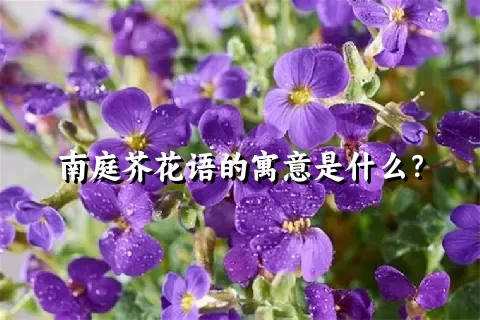 南庭芥花语的寓意是什么？