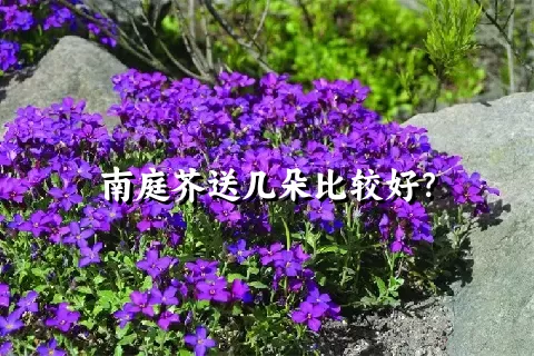 南庭芥送几朵比较好？