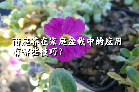 南庭芥在家庭盆栽中的应用有哪些技巧？