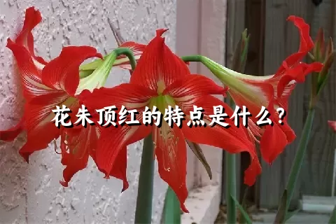 花朱顶红的特点是什么？