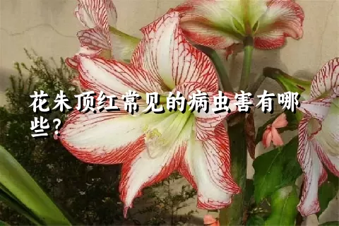 花朱顶红常见的病虫害有哪些？