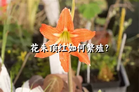 花朱顶红如何繁殖？