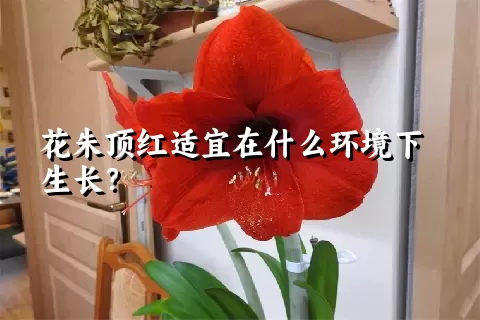 花朱顶红适宜在什么环境下生长？