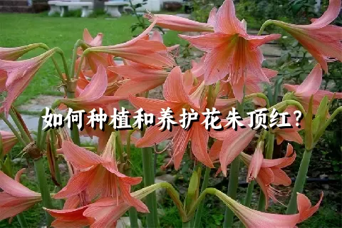 如何种植和养护花朱顶红？
