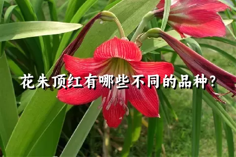 花朱顶红有哪些不同的品种？