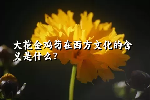 大花金鸡菊在西方文化的含义是什么？