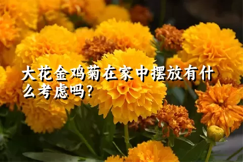 大花金鸡菊在家中摆放有什么考虑吗？