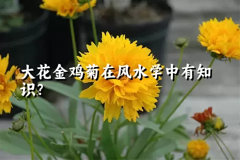 大花金鸡菊在风水学中有知识？