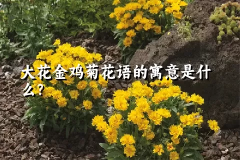 大花金鸡菊花语的寓意是什么？