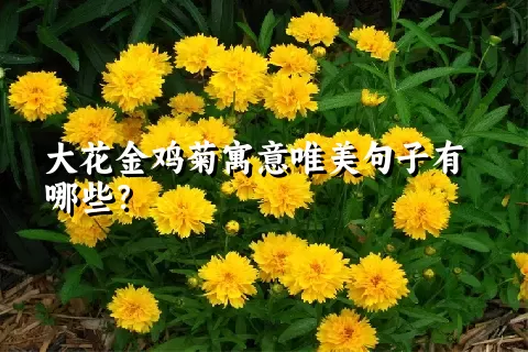 大花金鸡菊寓意唯美句子有哪些？