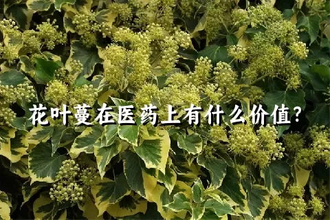 花叶蔓在医药上有什么价值？