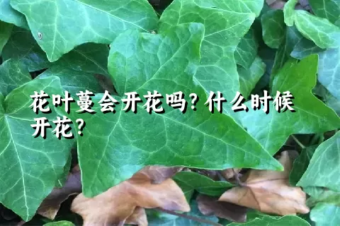 花叶蔓会开花吗？什么时候开花？