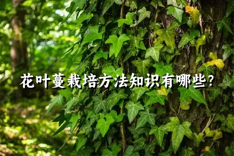花叶蔓栽培方法知识有哪些？