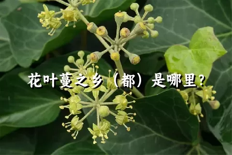 花叶蔓之乡（都）是哪里？