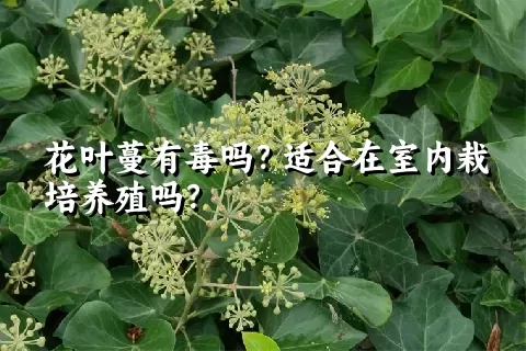花叶蔓有毒吗？适合在室内栽培养殖吗？