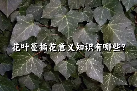 花叶蔓插花意义知识有哪些？