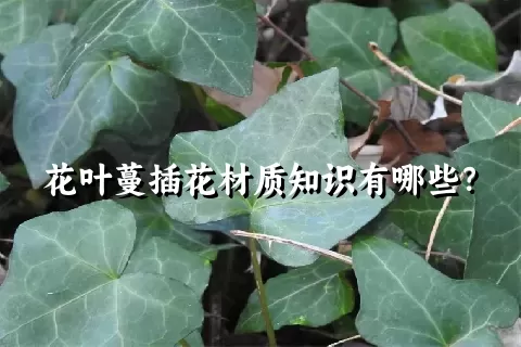 花叶蔓插花材质知识有哪些？