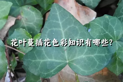 花叶蔓插花色彩知识有哪些？