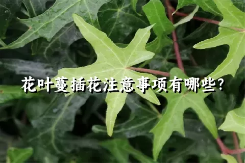花叶蔓插花注意事项有哪些？