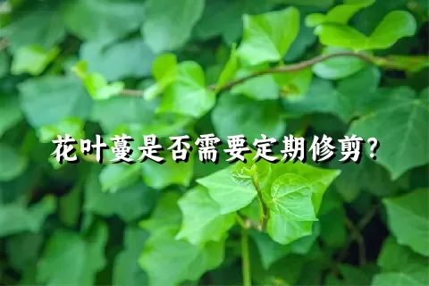 花叶蔓是否需要定期修剪？