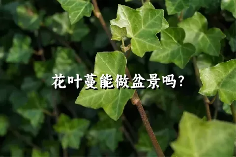 花叶蔓能做盆景吗？