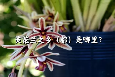 美花兰之乡（都）是哪里？