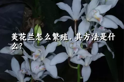 美花兰怎么繁殖，其方法是什么？