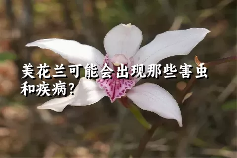美花兰可能会出现那些害虫和疾病？