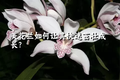 美花兰如何让其快速茁壮成长？