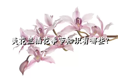 美花兰插花季节知识有哪些？