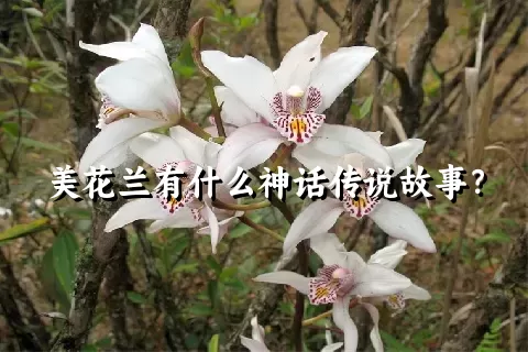 美花兰有什么神话传说故事？