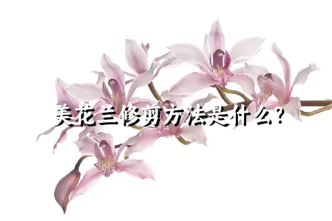 美花兰修剪方法是什么？