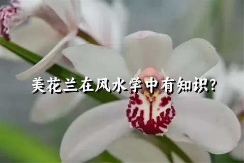 美花兰在风水学中有知识？