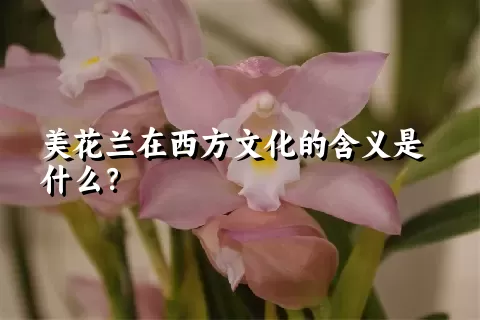美花兰在西方文化的含义是什么？