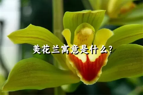 美花兰寓意是什么？
