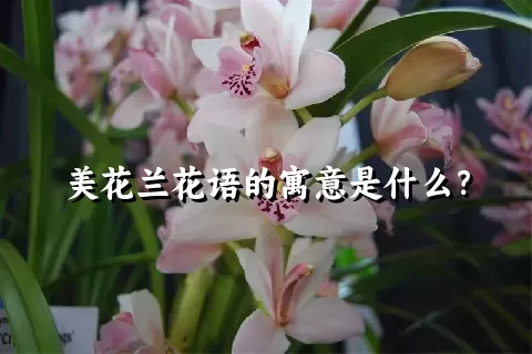 美花兰花语的寓意是什么？